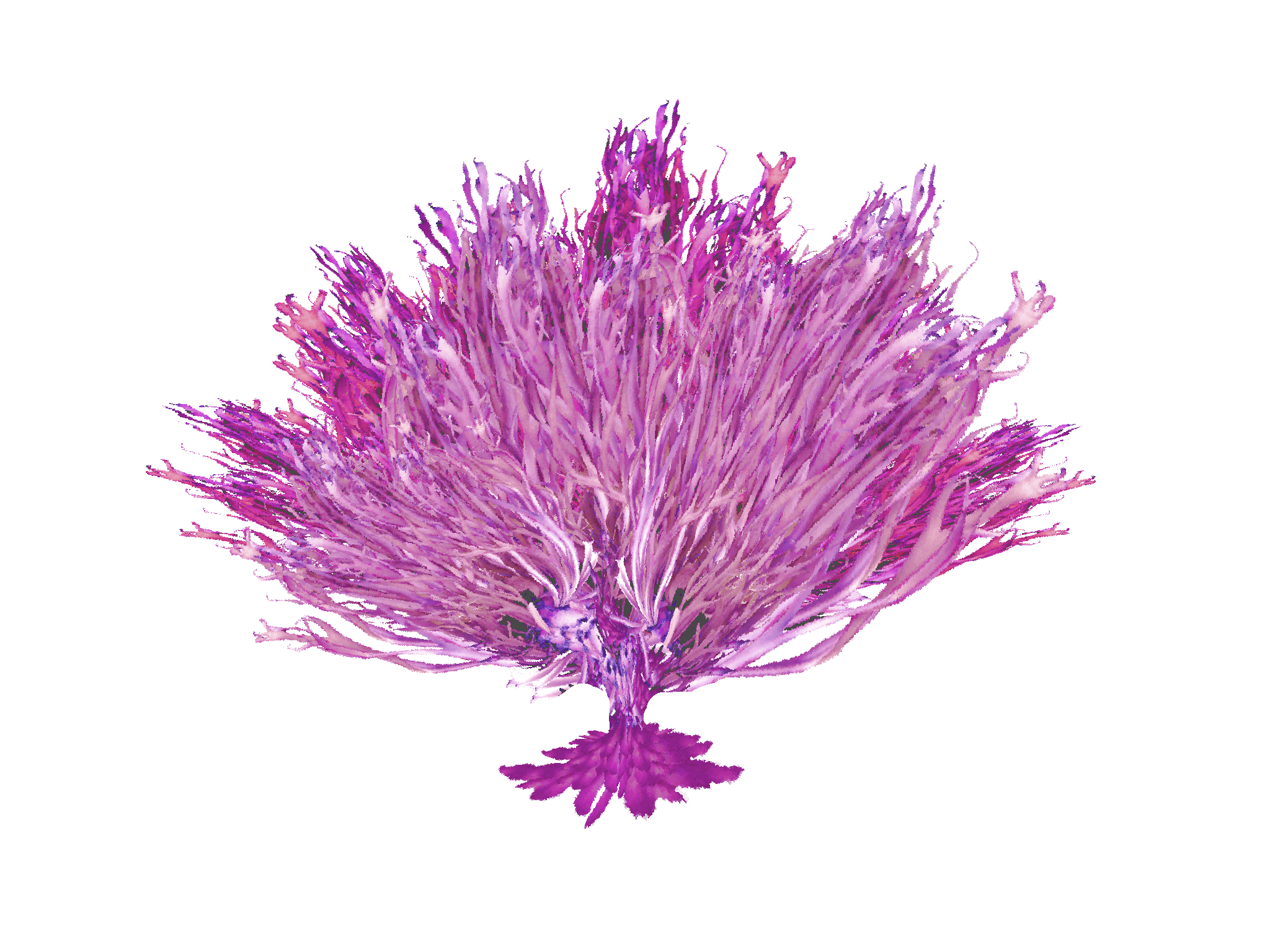 A vibrant purple sea anemone